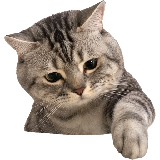 Grey the Gray Cat
